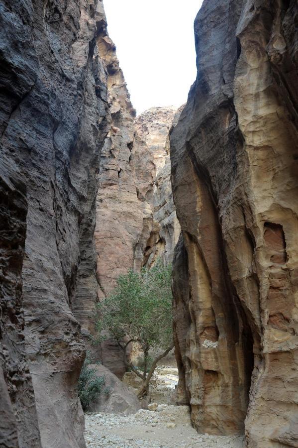 ホテル The Rock Camp Petra ワディ・ムーサ エクステリア 写真
